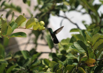 Green-throated Carib