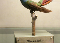 Green-throated Mango