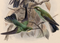Green-throated Mountain-gem