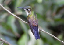 Green-throated Mountain-gem