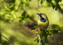 Green-throated Sunbird