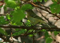 Green Warbler
