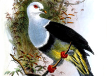 Green-winged Fruit Dove