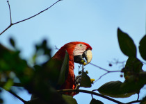 Green-winged Macaw