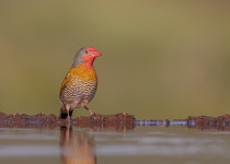 Green-winged Pytilia