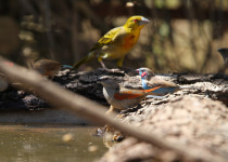 Green-winged Pytilia