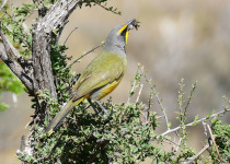 Green-winged Pytilia