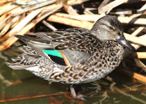Green-winged Teal