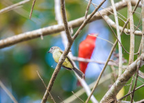 Greenish Elaenia