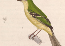 Greenish Elaenia