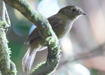 Greenish Schiffornis