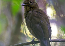 Greenish Schiffornis