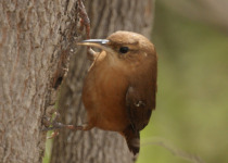 Grenada House Wren