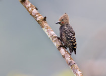 Grey-and-buff Woodpecker