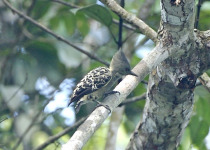 Grey-and-buff Woodpecker