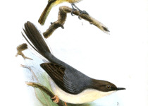 Grey Apalis