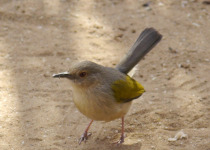 Grey-backed Camaroptera
