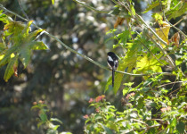 Grey-backed Fiscal