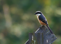 Grey-backed Shrike