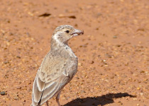 Grey-backed Sparrow-Lark