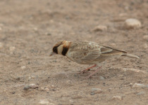 Grey-backed Sparrow-Lark