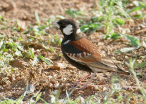 Grey-backed Sparrow-Lark