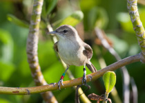 Grey-backed Tailorbird