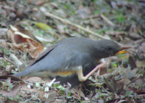 Grey-backed Thrush