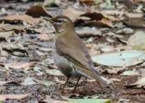 Grey-backed Thrush