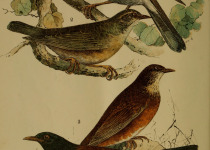 Grey-backed Thrush