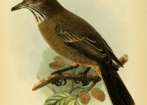 Grey-bellied Shrike-Tyrant