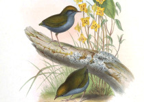 Grey-bellied Tesia