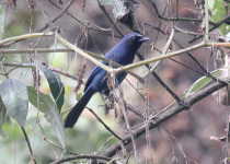 Grey-breasted Mountain Toucan