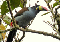 Grey-breasted Mountain Toucan