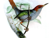 Grey-breasted Prinia