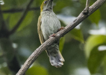 Grey-breasted Spiderhunter