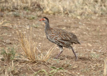 Grey-breasted Spurfowl