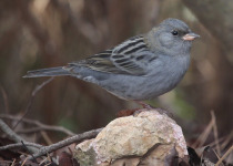 Grey Bunting