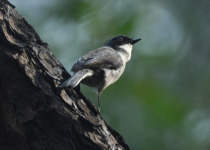 Grey Bush Chat