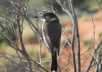 Grey Butcherbird