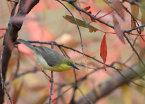 Grey-capped Warbler