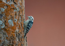 Grey-capped Woodpecker
