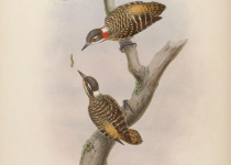 Grey-capped Woodpecker
