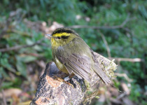 Grey-cheeked Fulvetta