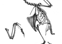 Grey-cheeked Green Pigeon