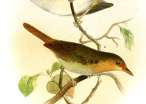 Grey-chested Greenlet
