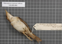 Grey-chested Jungle-Flycatcher