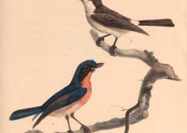 Grey-chinned Minivet