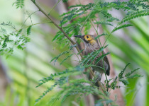 Grey-crowned Babbler