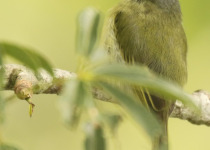 Grey-crowned Flycatcher